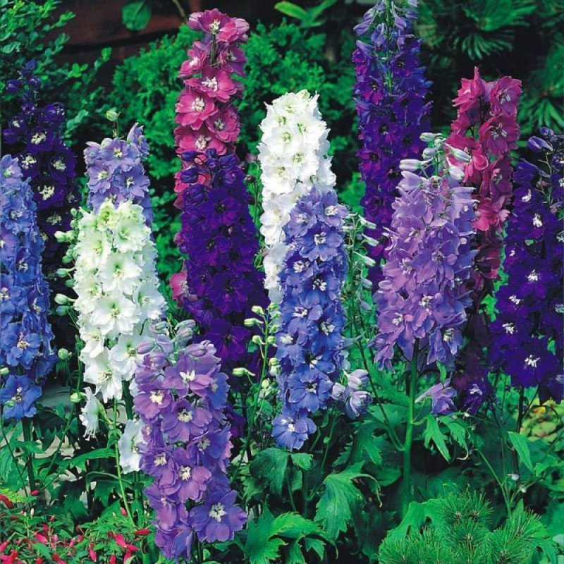 Набор семян для клумб Ласковое утро Seedera, 1.4 г 3