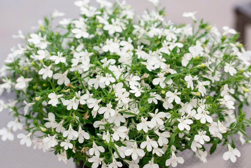 Набір насіння для клумб Чарівна хвиля Seedera, 3.6 г 6