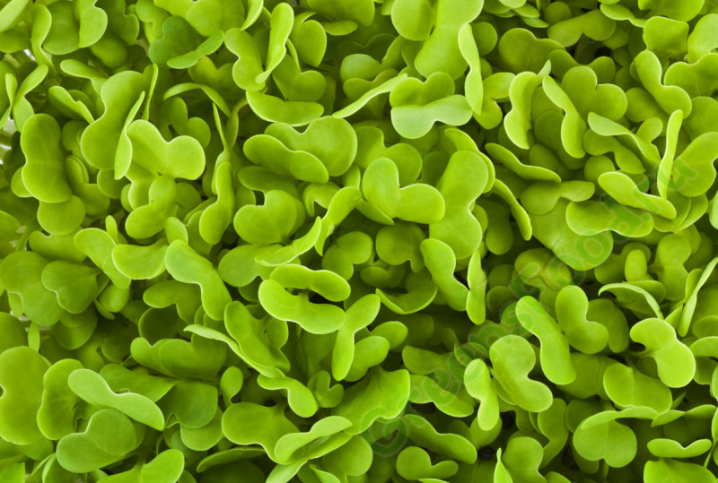 Насіння мікрозелень Мізуна суміш Seedera, 10 г 2