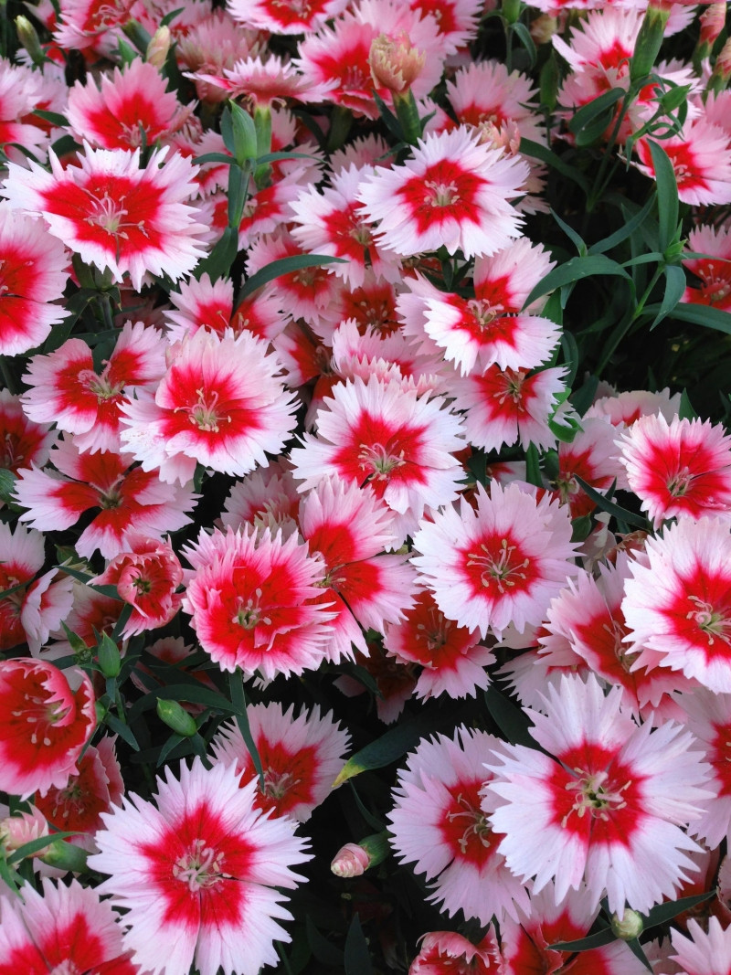 Насіння гвоздики Чібо F1 суміш, 10 гранул, Hem, Голландія, Садиба Центр 2