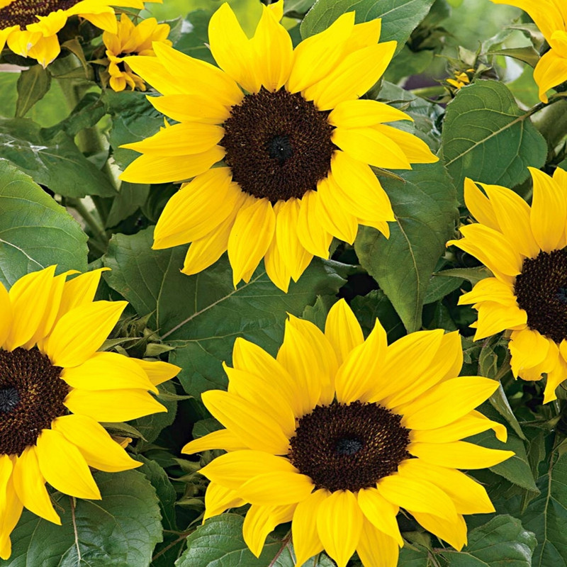 Насіння соняшнику Бамбіно, 0.5 г, Hem Zaden BV, Леда Агро 2