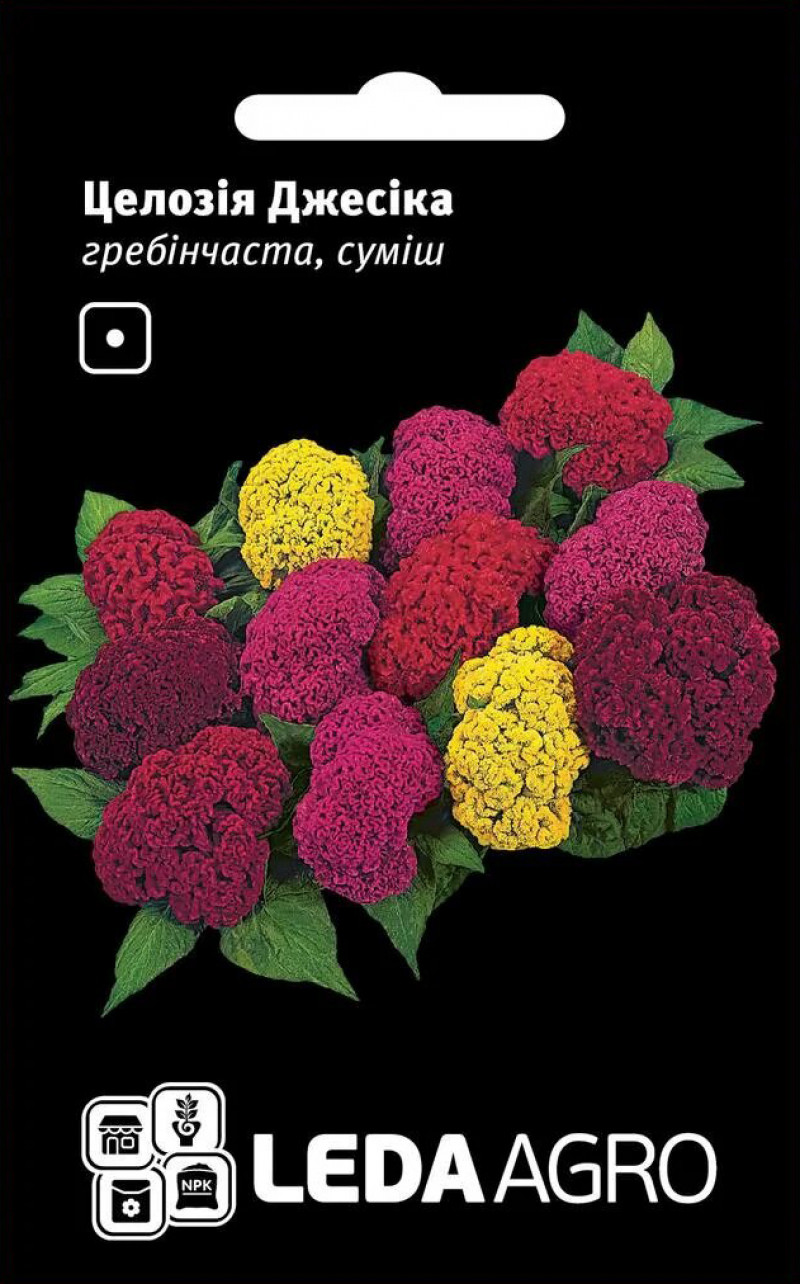 Насіння целозії Джесіка, 0.01 г, Hem Zaden BV, Леда Агро 1