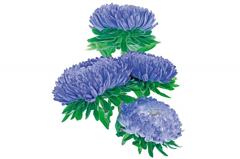 Насіння айстри Аполлонія срібно-синя, 0.2 г, Hem, Голландія, насіння Леда Агро 2