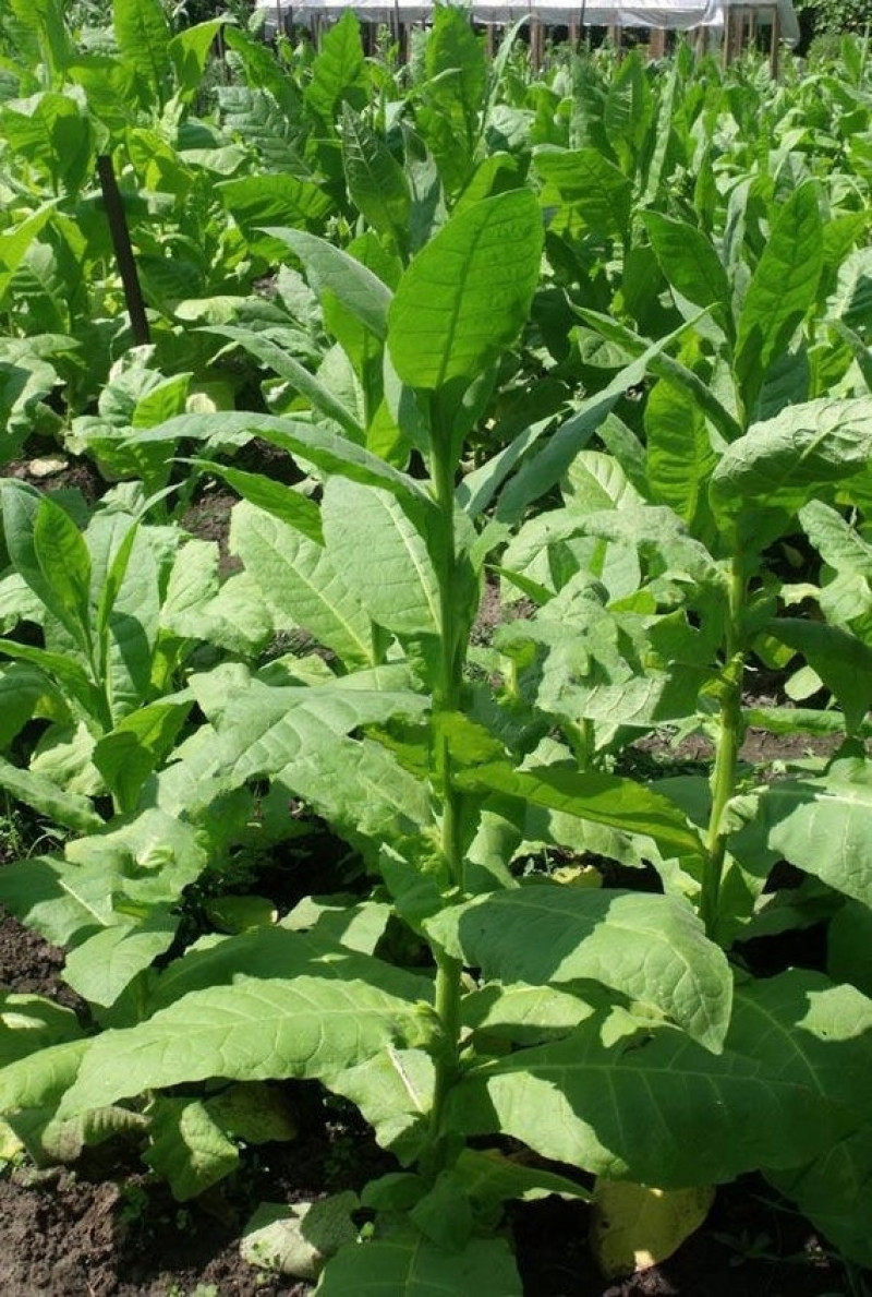 Насіння тютюну курильного Пунта де Ланца Seedera, 0.05 г 2