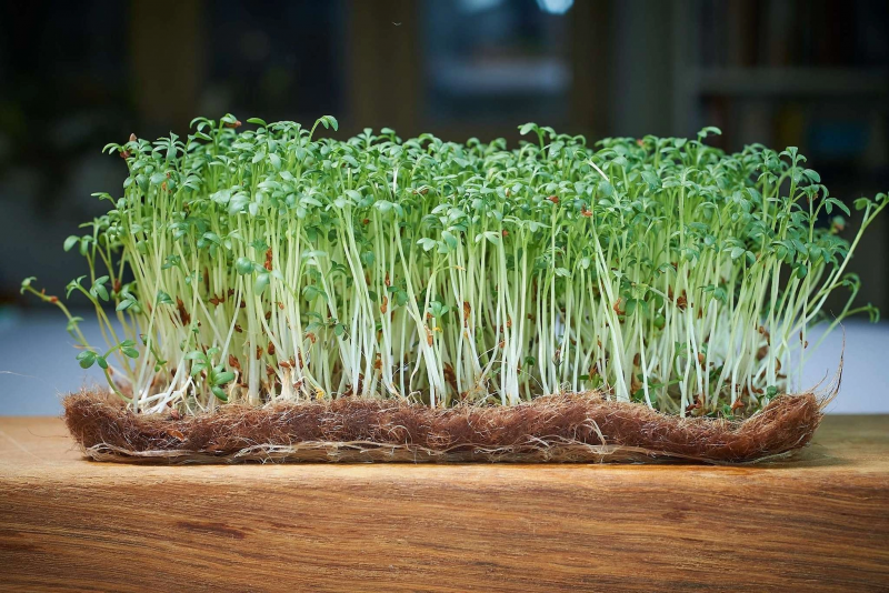 Кокосовий килимок EuroCocos для мікрозелені 100х200 мм, уп. 5 штук 1