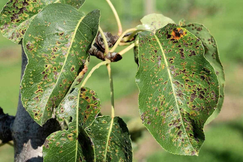 Інсектоакарицид Антикліщ Про, 100 мл 2