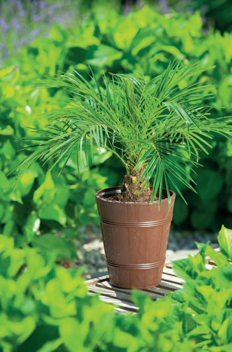 Горщик для квітів Дерево ПАЛЬМА-4 20л теракотовий 2