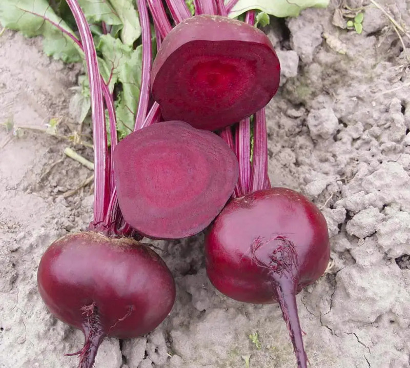 Насіння буряка столового Водан F1, 200 шт, Bejo, Голландія, Льода Агро 2