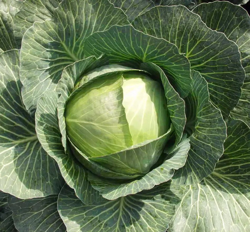 Насіння капусти б/к Амтрак F1, пізня, 20шт, Bejo, Голландія, Насіння Pro seeds 2