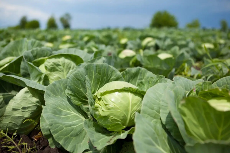 Семена капусты Кевин, 20шт, Syngenta, Голландия, Професійне насіння 3