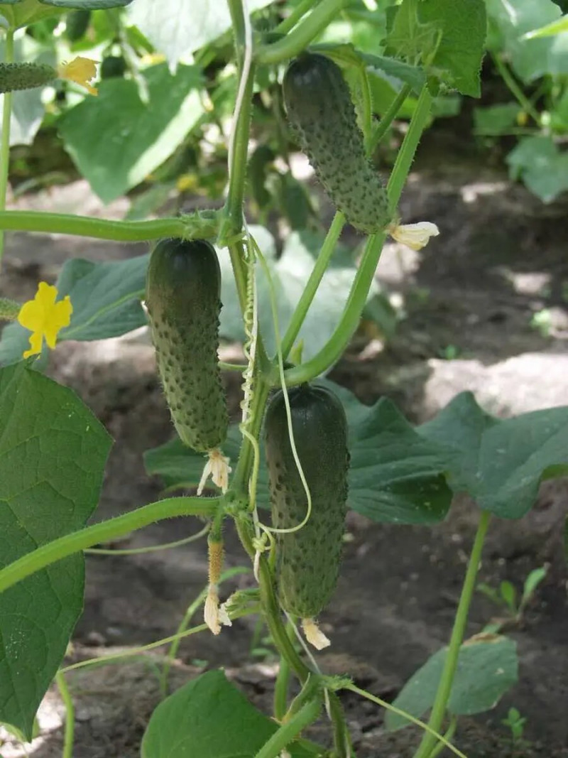 Насіння огірка Альянс F1, 20шт, Bejo, Голландія, Насіння Pro seeds 2