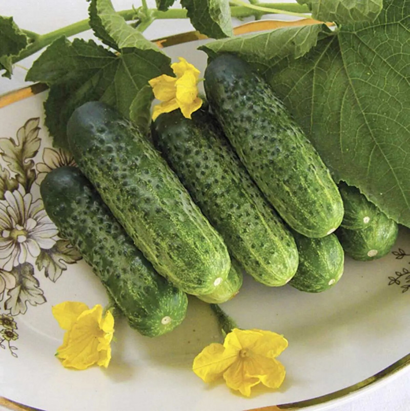 Насіння огірка Надія F1, 20шт, Seminis, Голандія, Насіння Pro seeds 2