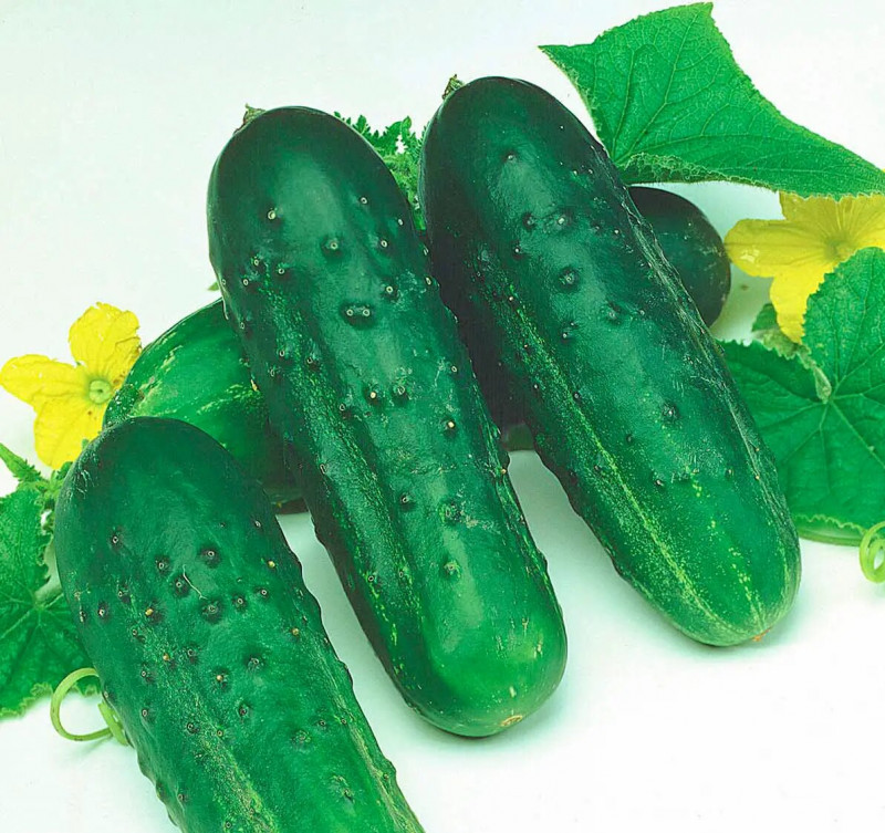 Семена огурца Октопус F1, 20шт, Syngenta, Голландия, Професійне насіння 2