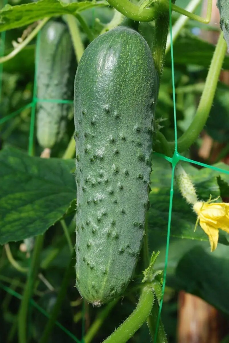 Семена огурца Маша F1, 10шт, Seminis, Голландия, Професійне насіння 2