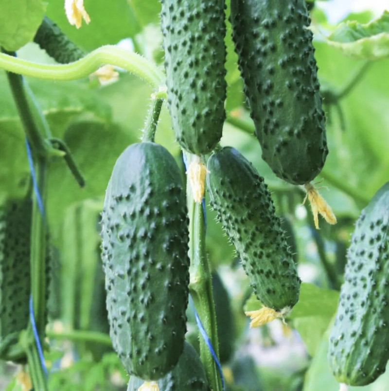 Насіння огірка Седрік F1, 10шт, Enza Zaden, Голландія, Насіння Pro seeds 2