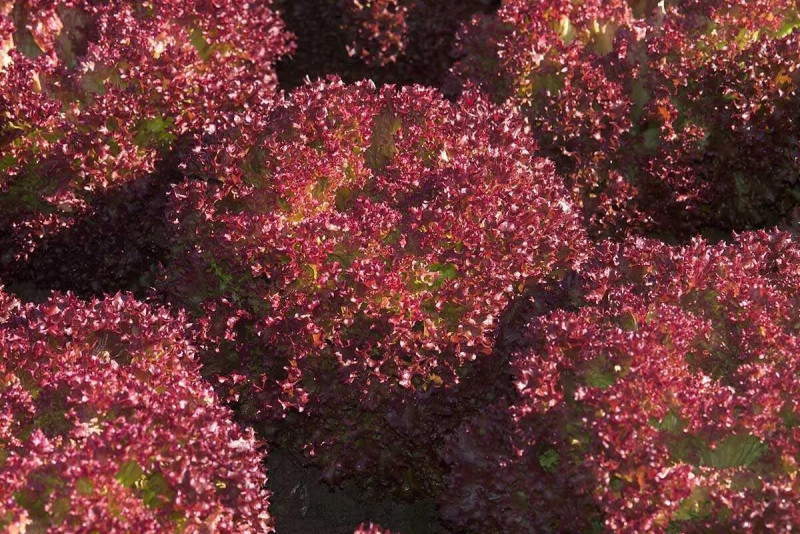 Насіння салату Констанс (Лолла Росса), 100шт, Rijk Zwaan, Голландія, Професійне насіння 3