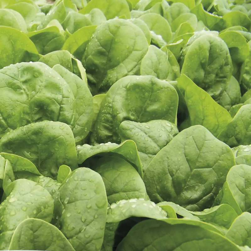 Семена шпината Корвер, 2г, Професійне насіння 2