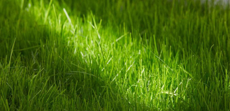 Насіння газонної трави DLF-Trifolium Turfline Kids Lawn, 1 кг 2