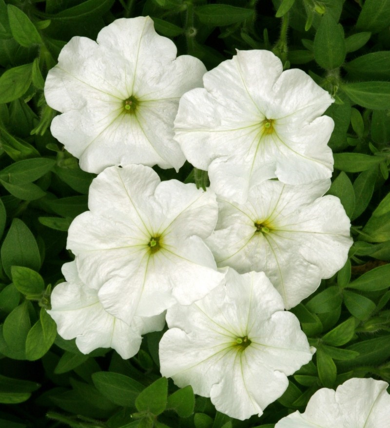 Насіння петунії багатоквіткової Анжеліка F1, 10шт, Cerny, Чехія, Садиба Центр 3