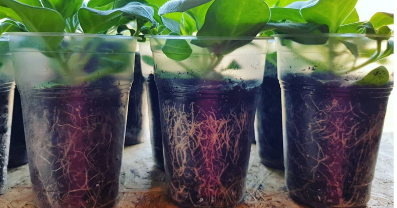 Стимулятор коренеутворення Корневин, 10 г 3