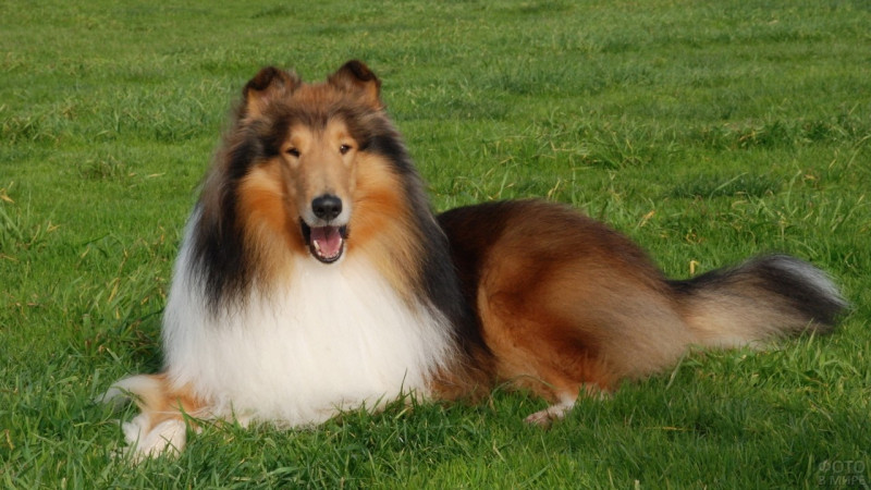 Гребінець-граблі Trixie для собак, густий зуб-двухрядная 15х11 см (2406) 2