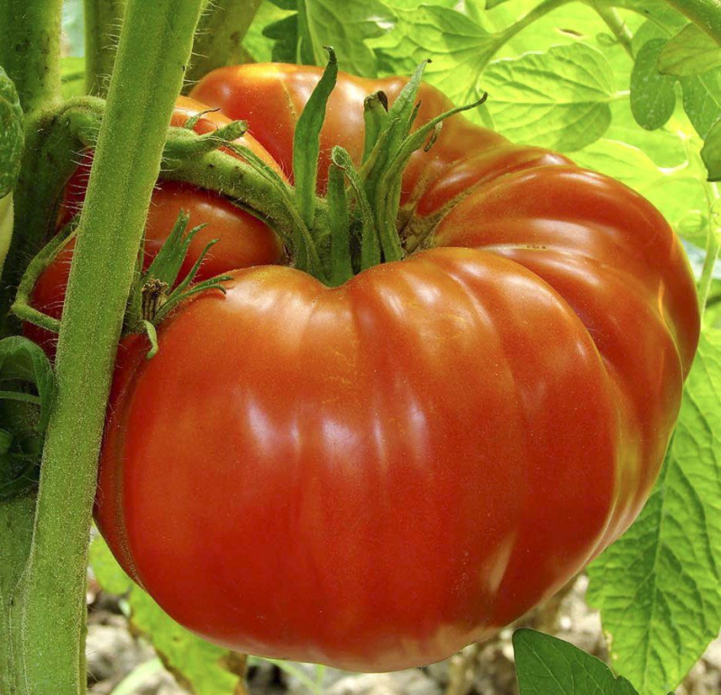 Насіння томату Річіоло F1, 10 шт, United Genetics, Італія, Професійне насіння 3