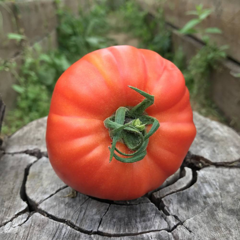 Насіння томату Річіоло F1, 10 шт, United Genetics, Італія, Професійне насіння 6