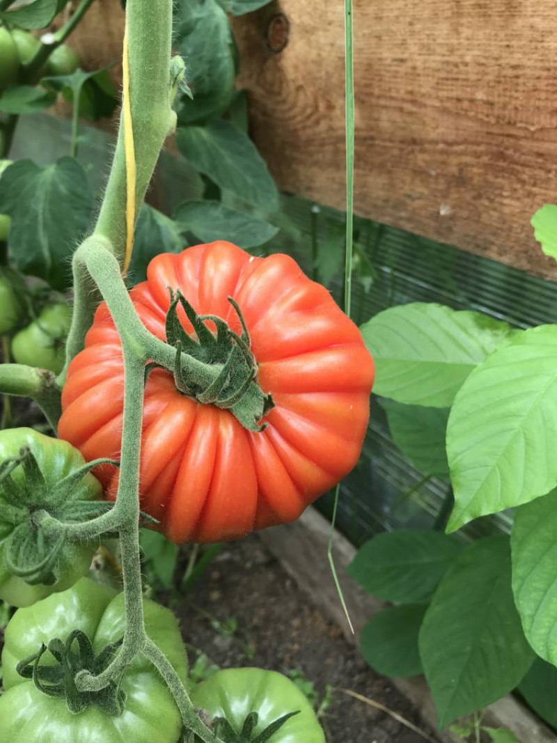 Насіння томату Річіоло F1, 10 шт, United Genetics, Італія, Професійне насіння 4