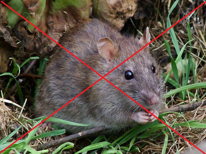 Зерно BROS від мишей і щурів, 100 г (P36357) 2