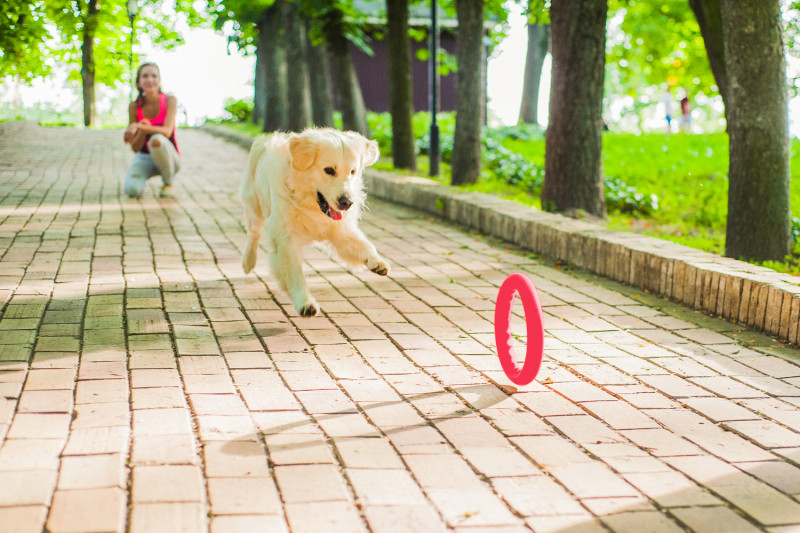 Кільце для апортировки Collar PitchDog 20, червоне (62377) 4