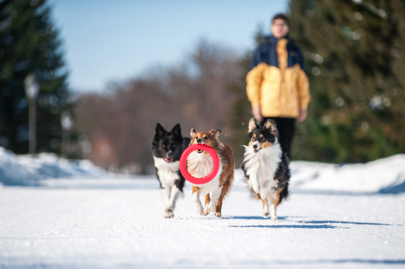 Кільце для апортировки Collar PitchDog 20, червоне (62377) 5