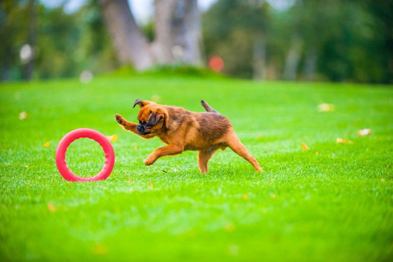 Кольцо для апортировки Collar PitchDog 20, красное (62377) 9