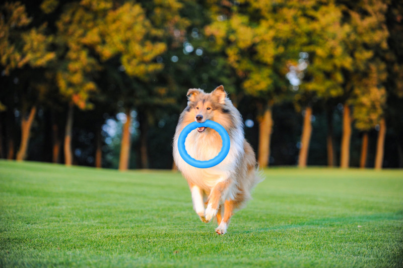 Кільце для апортировки Collar PitchDog 30, блакитне (62382) 3