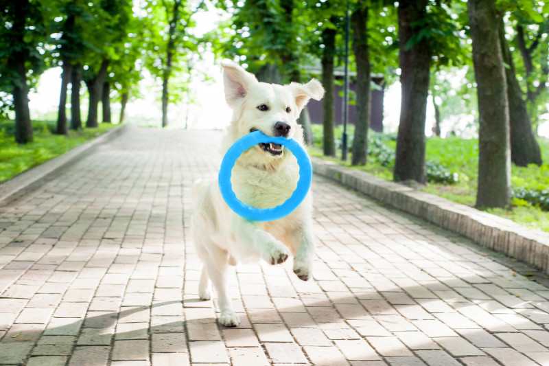 Кільце для апортировки Collar PitchDog 30, блакитне (62382) 4