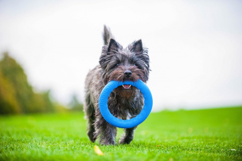 Кільце для апортировки Collar PitchDog 30, блакитне (62382) 8