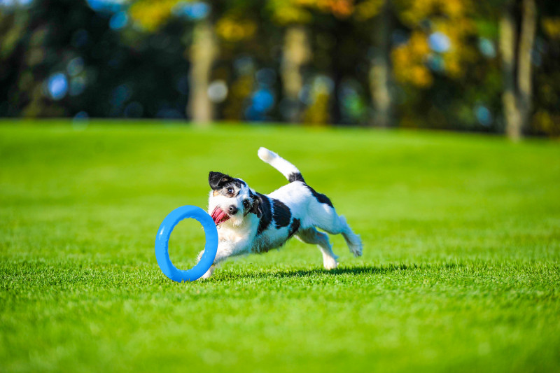 Кільце для апортировки Collar PitchDog 30, блакитне (62382) 7