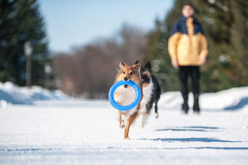 Кільце для апортировки Collar PitchDog 30, блакитне (62382) 5