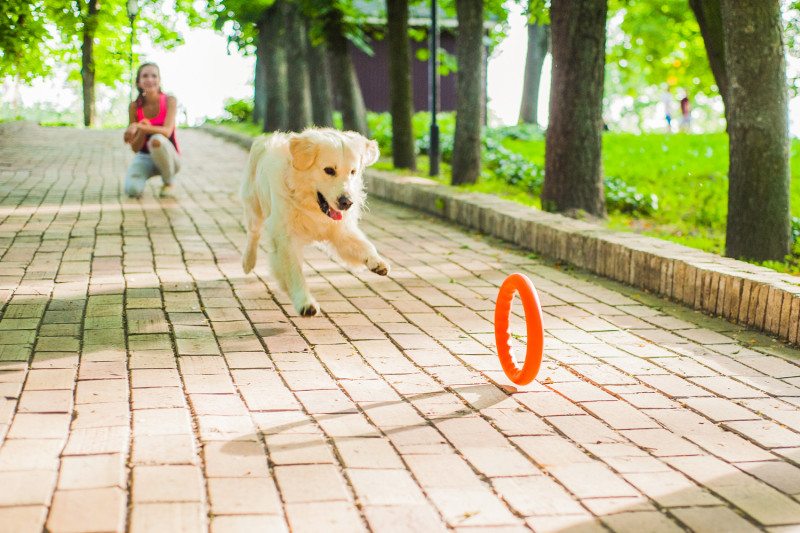 Кільце для апортировки Collar PitchDog 30, помаранчеве (62384) 4