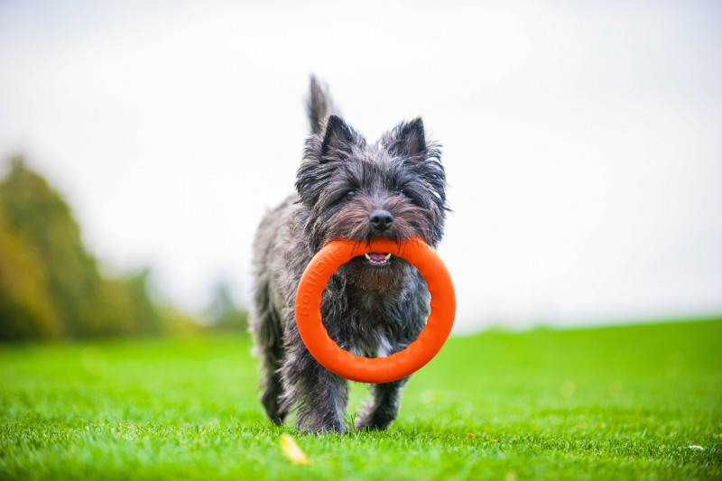 Кільце для апортировки Collar PitchDog 30, помаранчеве (62384) 8