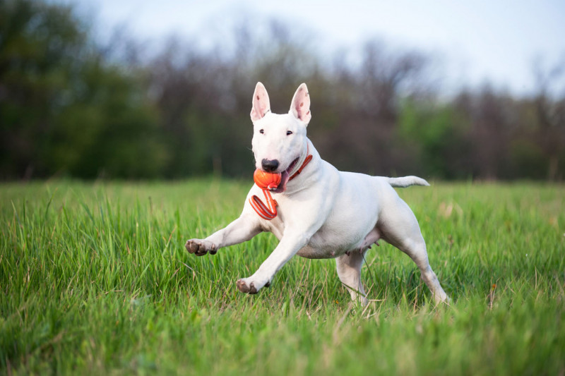 Мячик Collar Liker Line на ленте, диаметр 9 см (6288) 4