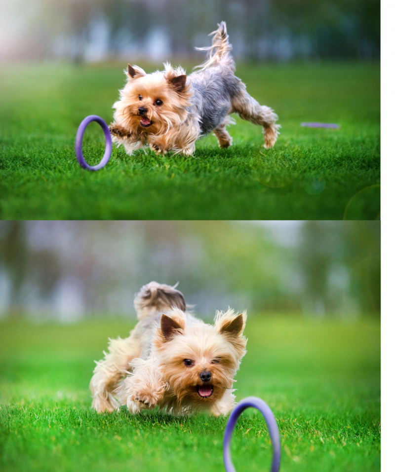 Тренувальний снаряд для собак Collar PULLER Micro, діаметр 13 см (6489) 3