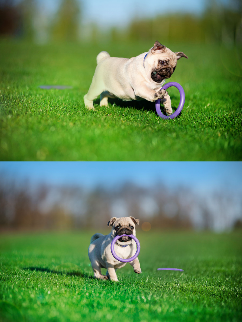 Тренувальний снаряд для собак Collar PULLER Micro, діаметр 13 см (6489) 4