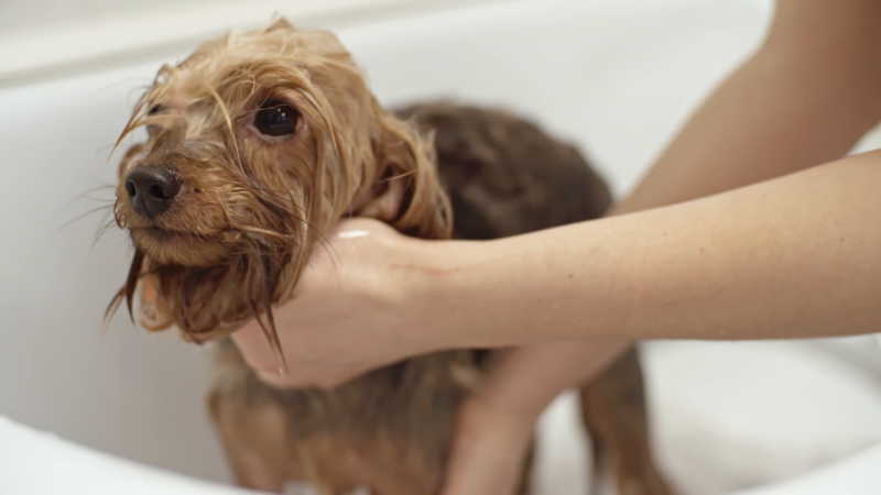 Шампунь Espree Puppy and Kitten Shampoo гіпоалергенний для цуценят і кошенят, 355 мл 2