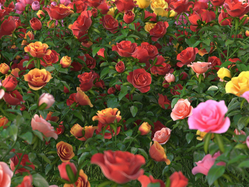 Мікроелементи Хелатін Залізо 1.2 л, Кіссон 2