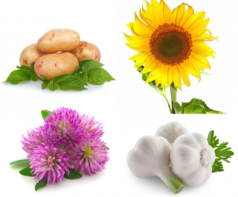 Фунгицид Бордосская смесь, 300г 4