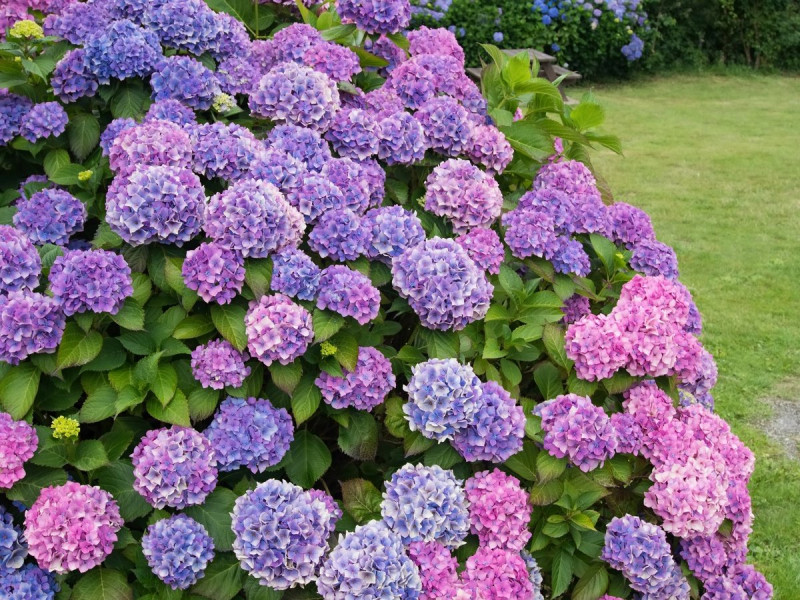 Добриво-підкислювач грунту Rost Sour для гортензій, 1,2 л 2