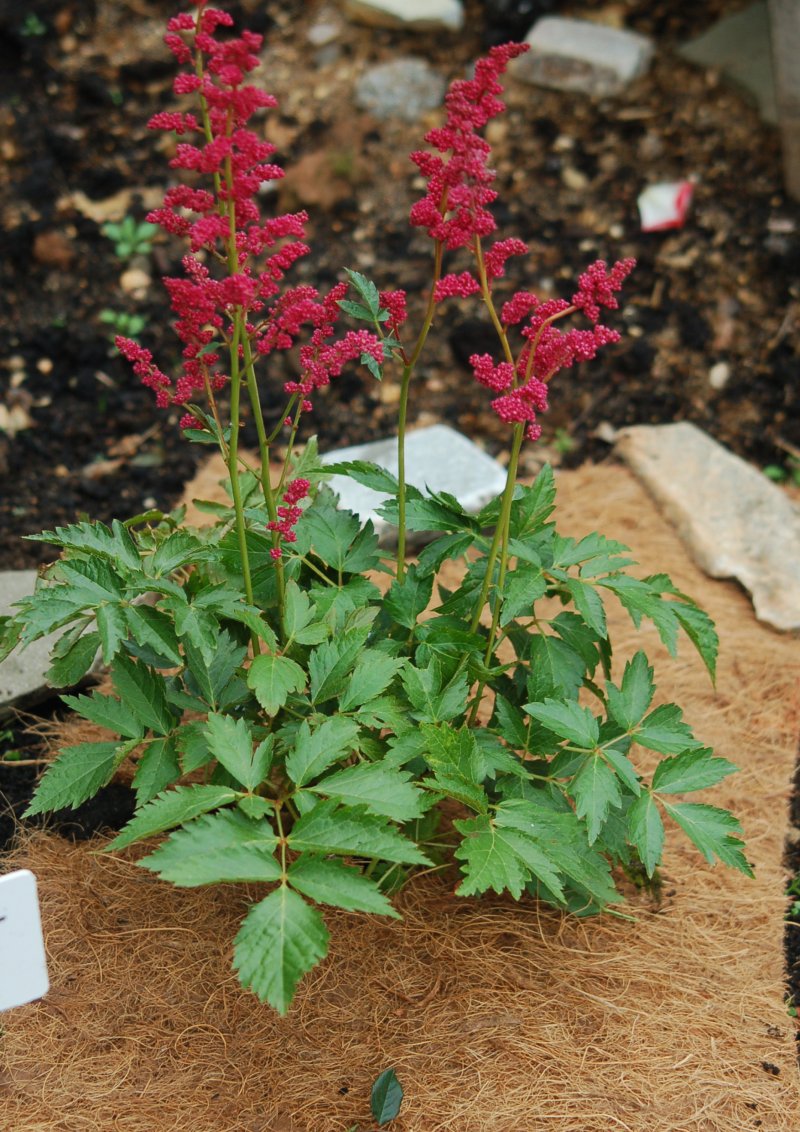 Агроволокно EuroCocos з кокосового волокна, 120 х 60 см 12