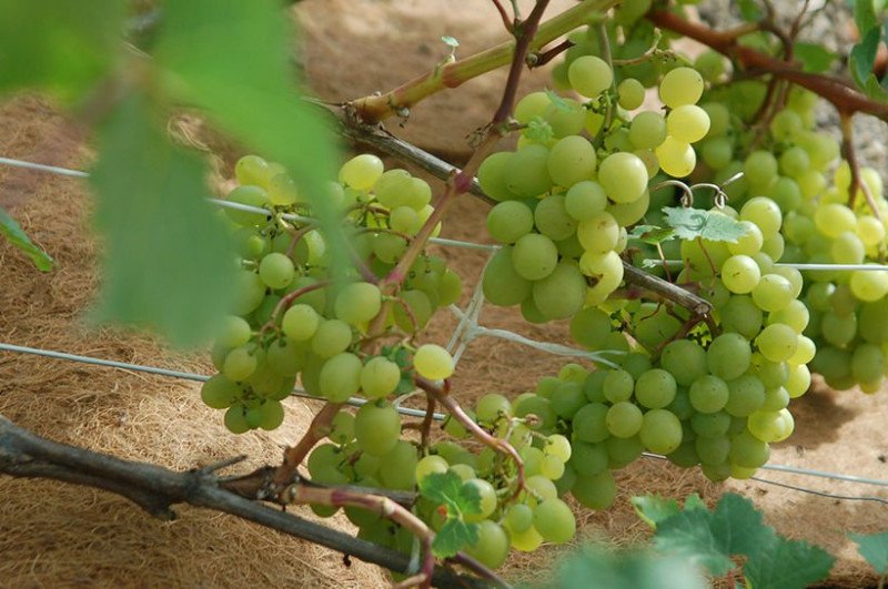 Агроволокно EuroCocos з кокосового волокна, 120 х 60 см 9