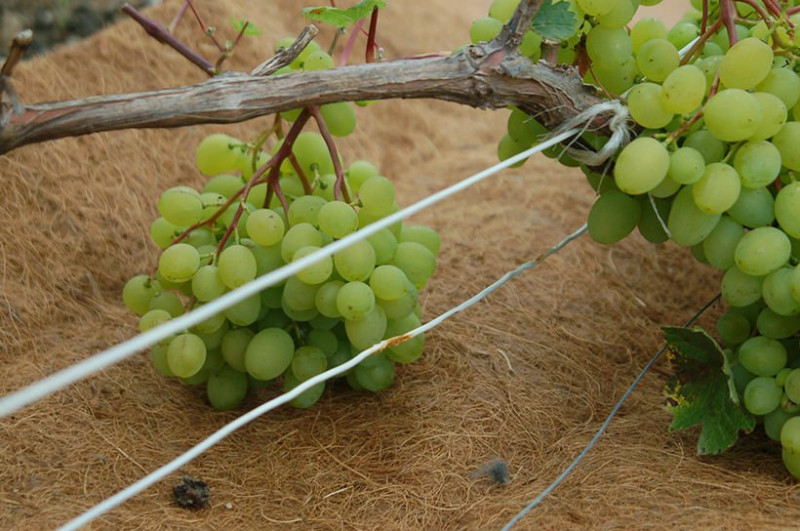 Агроволокно EuroCocos з кокосового волокна, 120 х 60 см 3