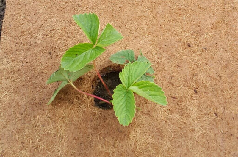 Агроволокно EuroCocos з кокосового волокна, 120 х 60 см 2